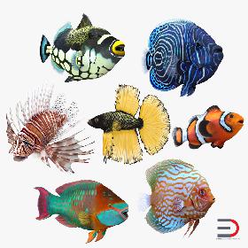 Coral Fishs Collection